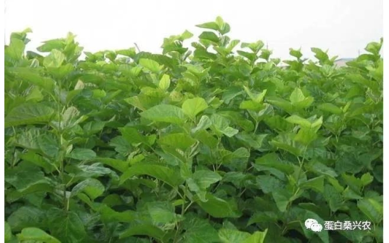 桑葚的營養(yǎng)價(jià)值---摘自百度百科